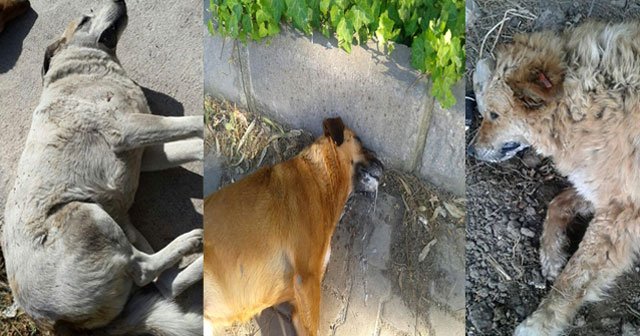 Ege Üniversitesi&#039;nde köpek katliamı