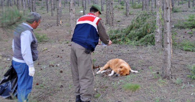 Eskişehir’de esrarengiz köpek ölümleri