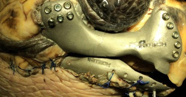 İlk kez bir caretta carettaya 3D çene protezi takıldı
