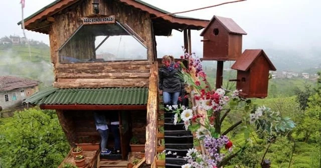 Kuzenine inat ceviz ağacına ev yaptı