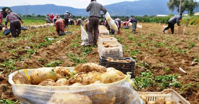 Patates fiyatı düştü, üreticiyi ithalat korkusu sardı