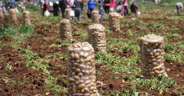 Patates tarlada 1 lira 70 kuruş pazarda 5 lira