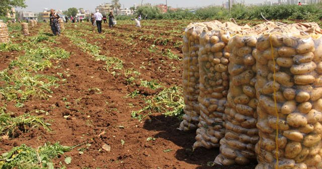 Patatesteki fiyat artışının arkasındaki şaşırtan iddia!