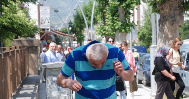 Şehre inen arılar vatandaşlara zor anlar yaşattı!