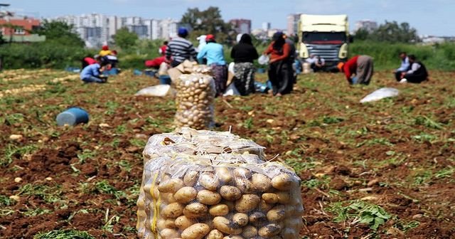 TÜİK'e göre, 'Patatesteki fiyat artışı aracılara yaradı'