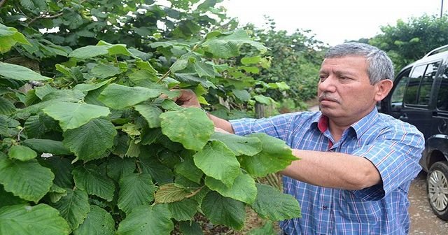 &#039;Fındık fiyatını üretici belirleyecek&#039;