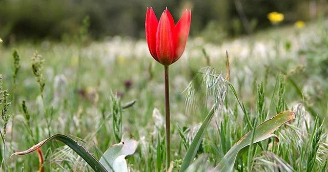 'Manisa lalesi'nin genetik haritası çıkarılıyor