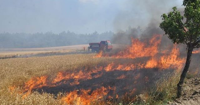 Çanakkale&#039;de orman yangını