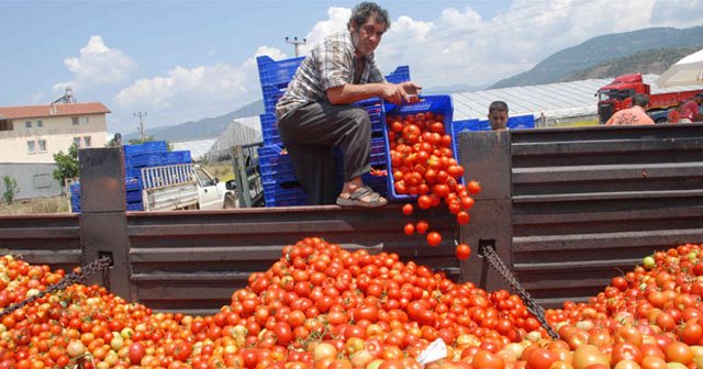 Domatesin kasası 2 TL’ye düştü