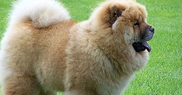 Köpeğini bulana evini verecek