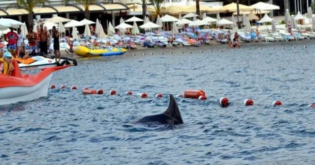 Marmaris&#039;te köpekbalığı paniği