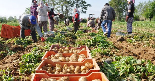 Patates fiyatları yeniden yükseldi