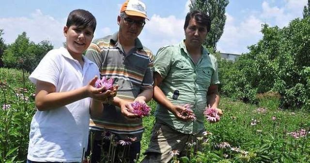 Şifa kaynağı ekinezya yok satıyor