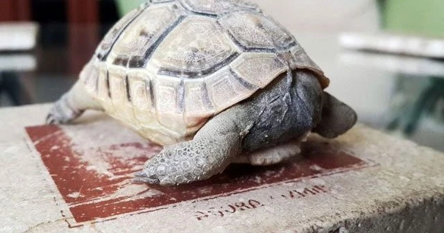 4 aylık kaplumbağa ama kafası yok