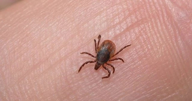 9 kentte kene alarmı verildi