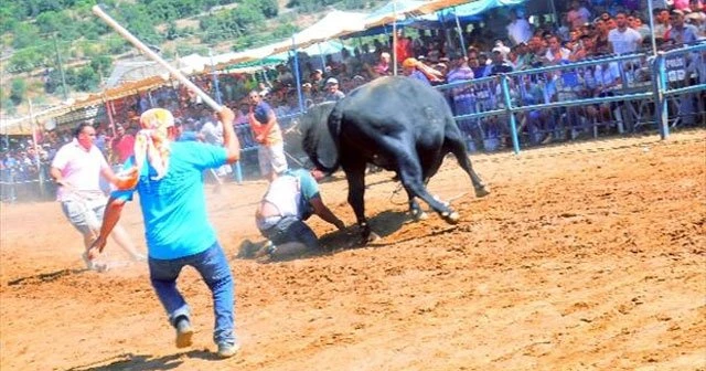 Boğanın intikamı acı oldu