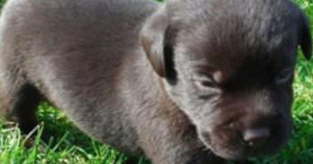 İki yıl boyunca köpek diye besledi, ayı çıktı