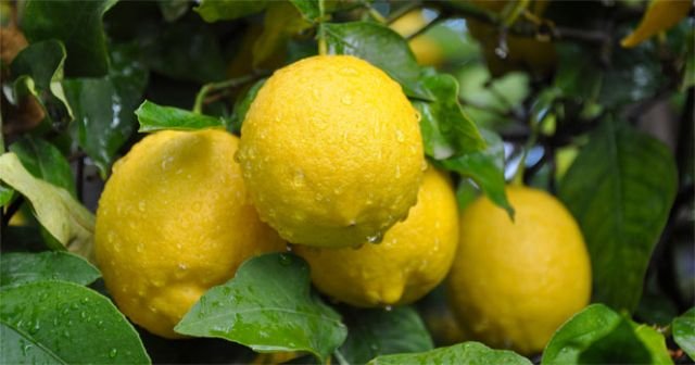 Limonun fiyatı bir ayda yüzde 30 zamlandı