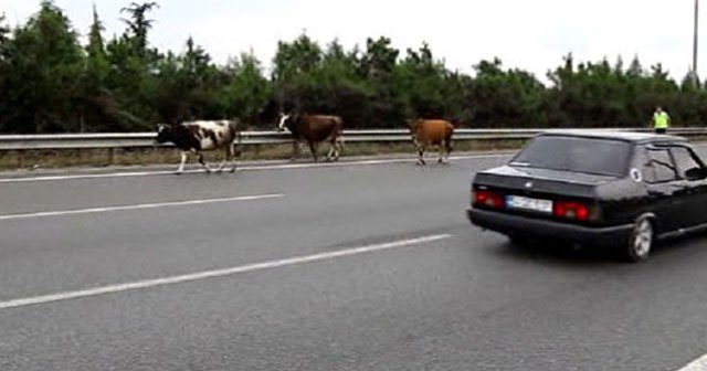 TEM otoyoluna giren inekler trafiği birbirine kattı
