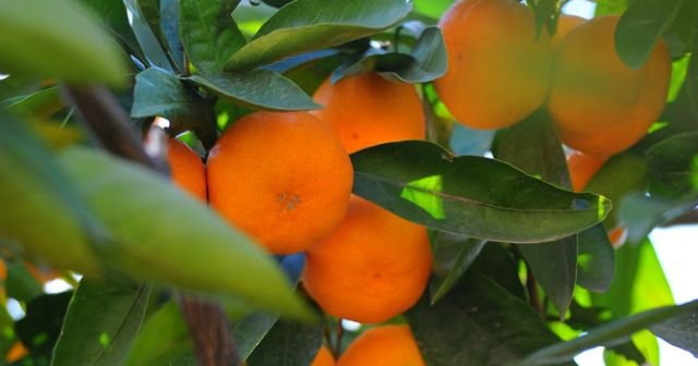 Türkiye&#039;nin yeni turunçgil ihracatı hedefi mandalina