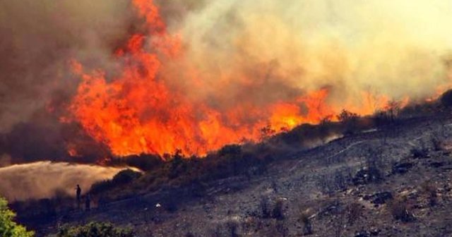 Bodrum&#039;da orman yangını