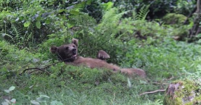 Rize&#039;de güpegündüz ayı paniği