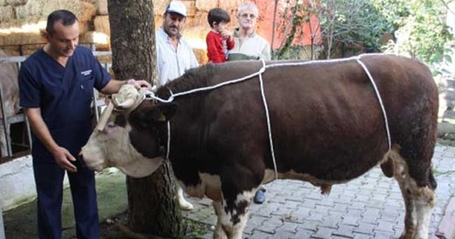 Acemi kasaplara bu bayram ceza var