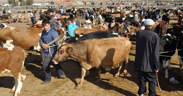 Kurbanlık hayvan alırken dikkat edilmesi gerekenler