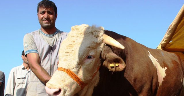 Şampiyon boğa otomobil fiyatına satıldı