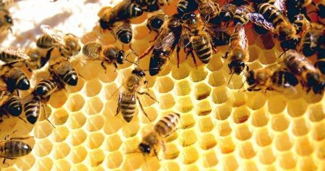 Arılar güne böyle başlıyormuş