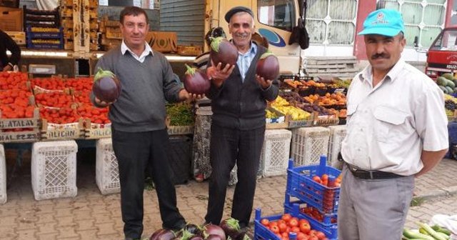 İki kilogram ağırlığında patlıcan