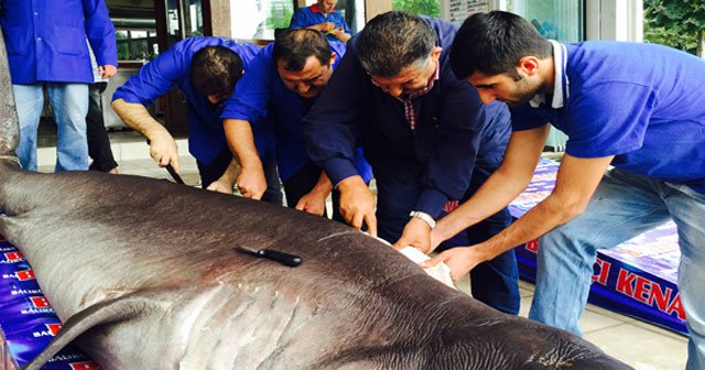 Kanser hastaları dev köpek balığı ile şifa bulacak