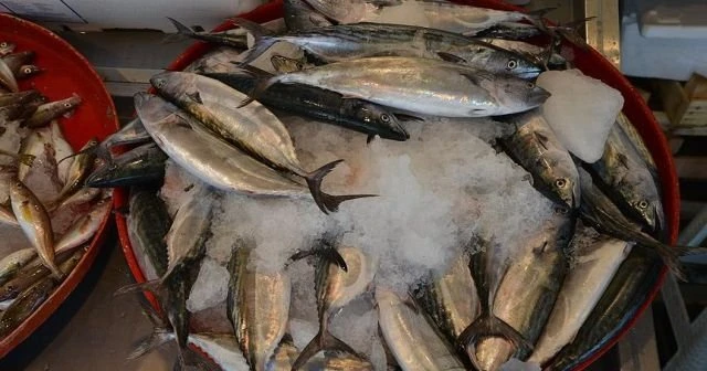Palamudun tanesi 20 liraya çıktı
