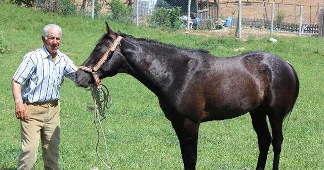 5 bin lira maaşlı at çobanının yakaladığı ‘başıboş atlar’ satılıyor