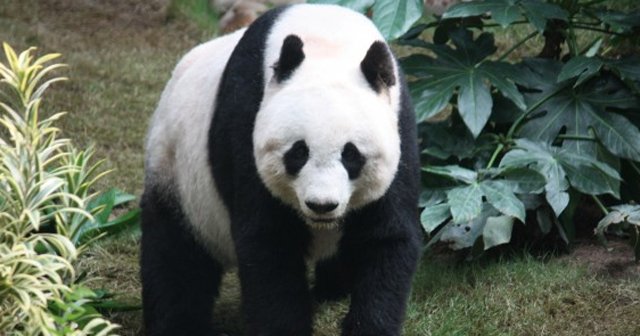 Çinli bilim adamları pandaların dilini çözdü