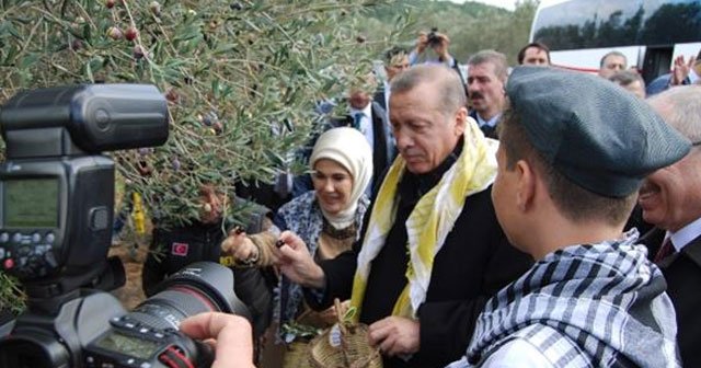 Erdoğan ve eşi zeytin topladı
