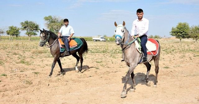 Suruç&#039;un &#039;şampiyon&#039; atları sahiplerine büyük paralar kazandırıyor