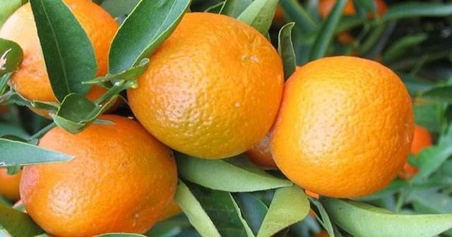 'Rusya, narenciyeyi 2 kat pahalı alacak'