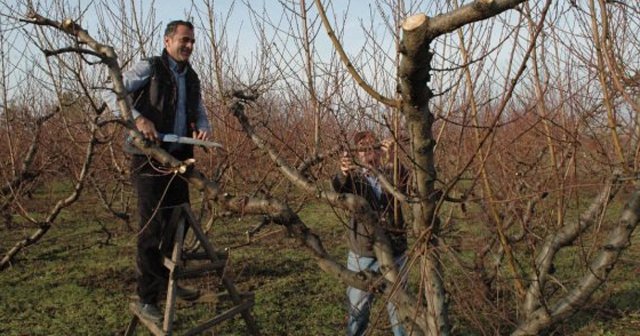 Çarşamba&#039;da imece usulü budama yapıldı