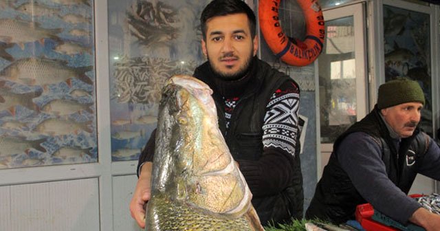 Elazığ&#039;da dev turna balığı yakalandı