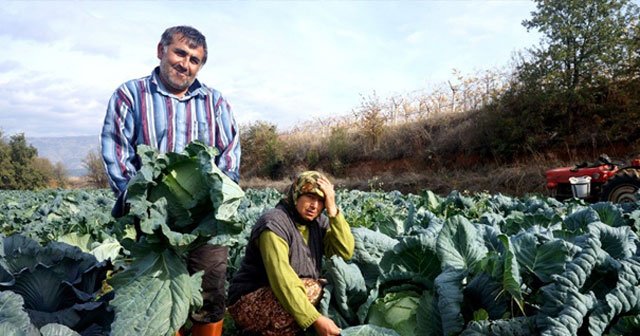 Kışlık sebzeleri doğal olarak üretiyor