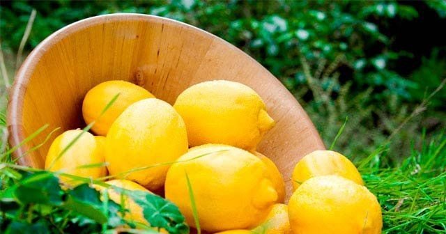 Rusya'nın Türkiye'den başka bir yerden limon alma şansı yok