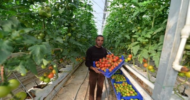 Seracılar pazar kaygısı taşımıyor