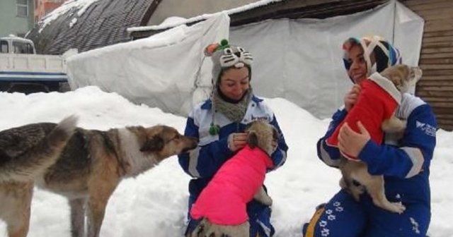 Almanya&#039;dan Bitlis&#039;teki köpeklere elbise