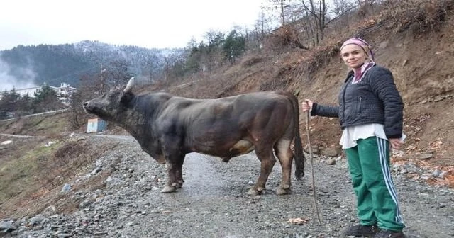 Artvin’de 800 kiloluk boğa 50 bin liraya satıldı