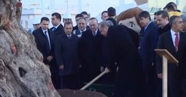 Erdoğan'dan 945 yaşındaki ağaca can suyu