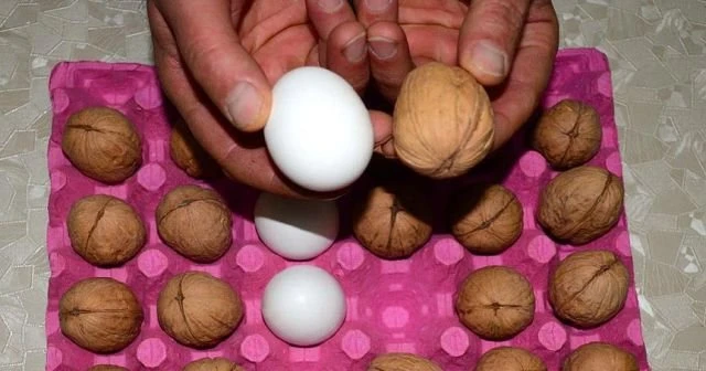 İşte yumurta büyüklüğünde organik ceviz