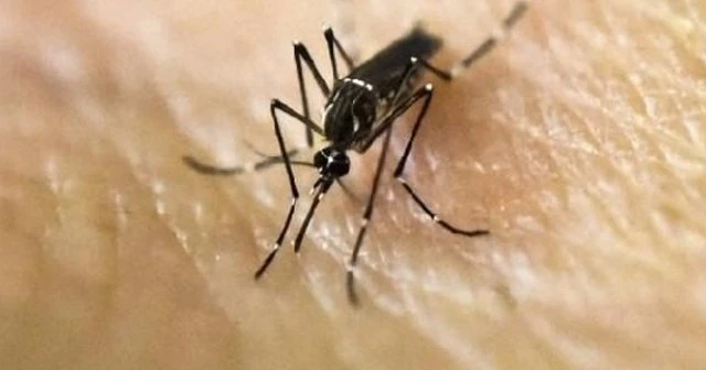 İsviçre'de Zika virüsü paniği