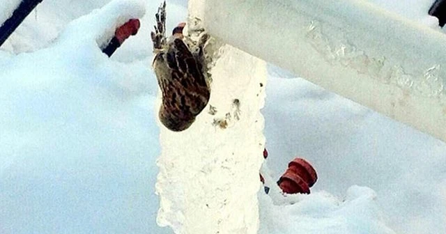 Serçe, içmek için girdiği su ile birlikte dondu