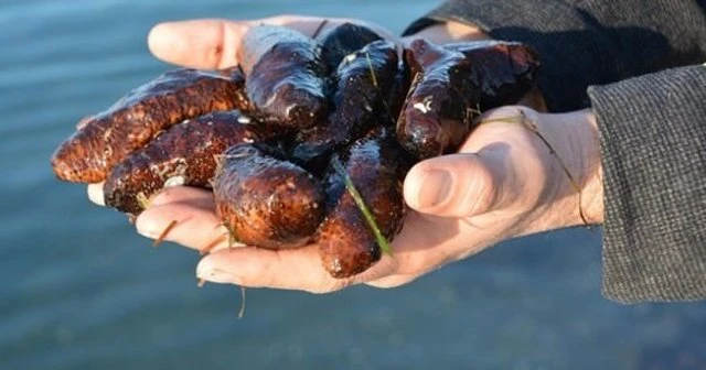 Yarım ton deniz patlıcanı ele geçirildi